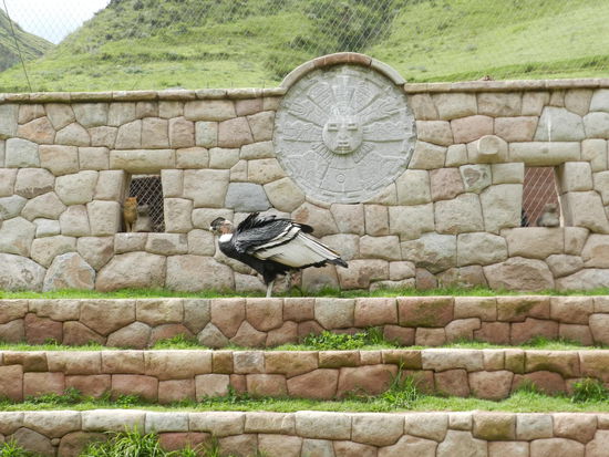 Ein 60 Jahr alter Condor