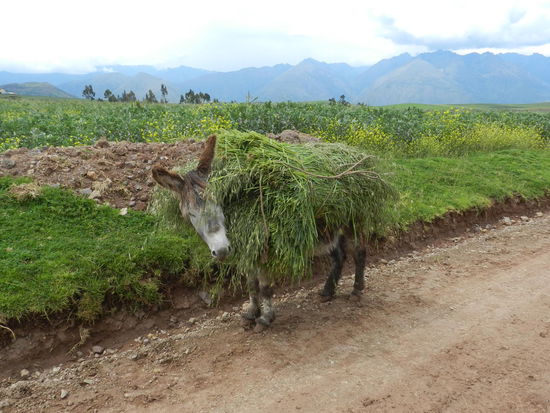 Er muss sein Futter für die nächsten Tage selber den Berg hoch tragen