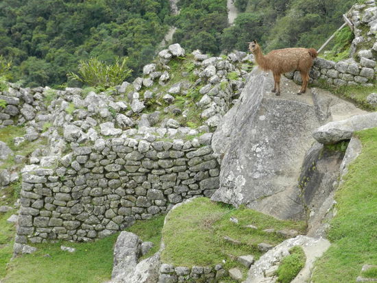 Lama in den Ruinen