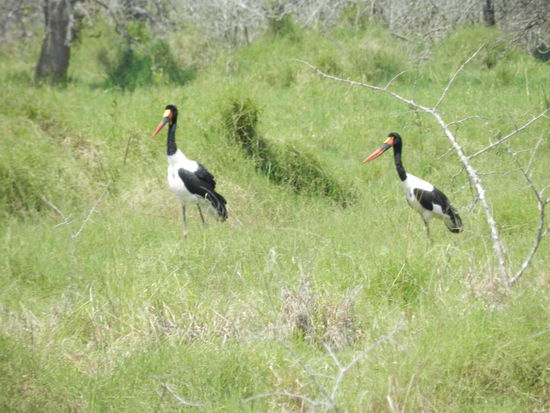 Tolle Landschaften gibt es im Akageranationalpark zu sehen, leider nur wenige Tiere. Der Park wurde nahezu vollständig leer gewildert.