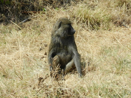 Sie haben inzwischen Besitz eines Teiles des Besucherzentrumhotels genommen - Paviane.