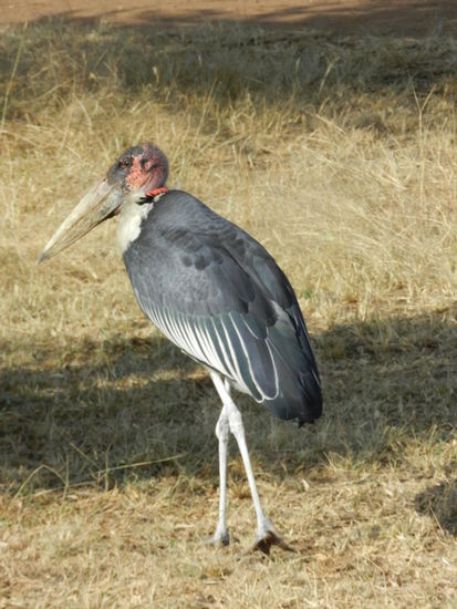 Am Lake Ihama finden Aasfresser Fischüberreste der dortigen Fischer, hier ein Marabou