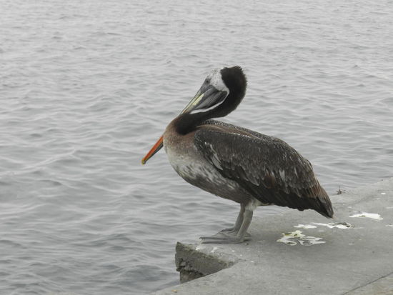 Ein Pelikan im Hafen von Salaverry