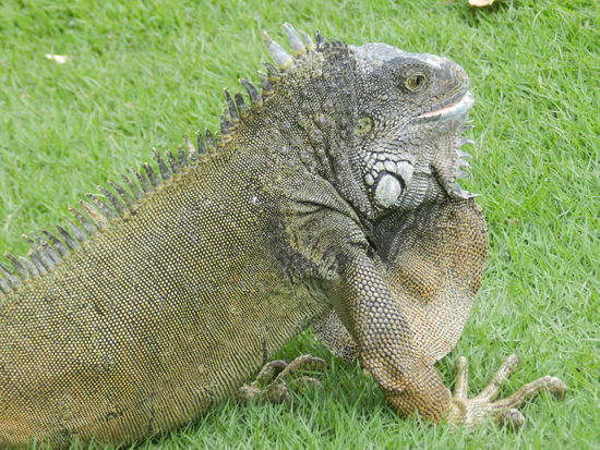 Leguan im Park