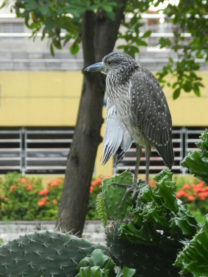 Ein Reiher am Flußufer