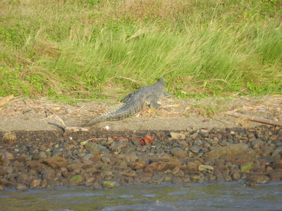 Krokodil am Ufer des Kanals