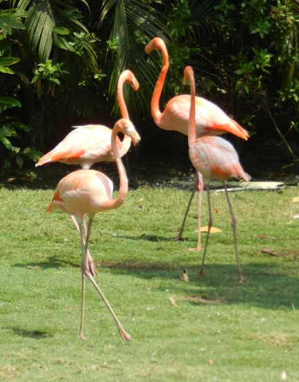 Im Hafen von Cartagena begrüßten uns Flamingos ...