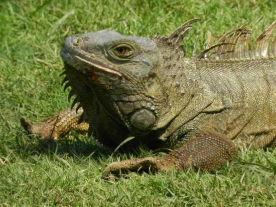 ... und grüne Leguane
