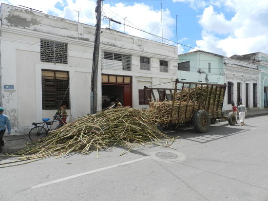 Hier wird ein Änhänger mit Zuckerrohr entladen