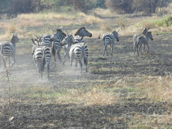 Zebras auf verbrannter Erde
