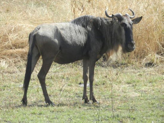 Nanu - nen Gnu, sieht ziemlich blöde aus, oder?
