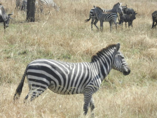 Zebras und Gnus tauchen oft zusammen auf.