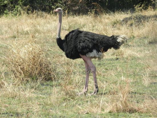 Strauße laufen auch durch die Serengeti.