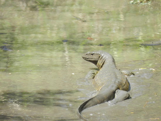 Um welche Spezies es sich bei diesem ca. 1,5 m langen Tier handelt, haben wir länger diskutiert. Von Schlammechse bis Wasserwaran lauteten die Vorschläge. Abschließend klären konnten wir es nicht.