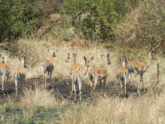 Impalaantilopen sind gut an der Werbung am Hinterteil erkennbar - das Mc Donalds-M ist charakteristisch. Wie uns ein einheimischer Guide sagte: Fastfood for the lion clans