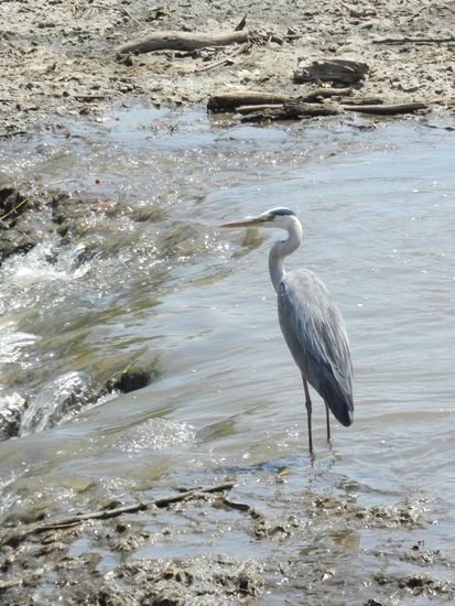 Immer auf der Suche nach Futter - Reiher