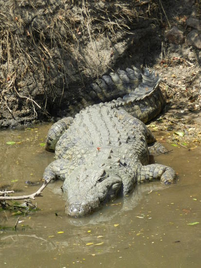 Ein mächtiges Nilkrokodil lag nur 2 m neben unserem Rotel, wir haben es erst nach einigen Minuten bemerkt, so gut ist es seiner Umgebung angepasst.