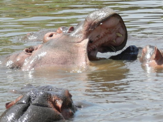 Hippos im Grumettifluss