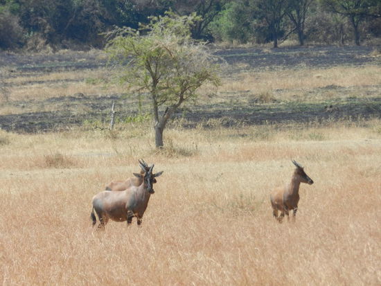 Die unterschiedlichsten Antilopenarten begegneten uns.