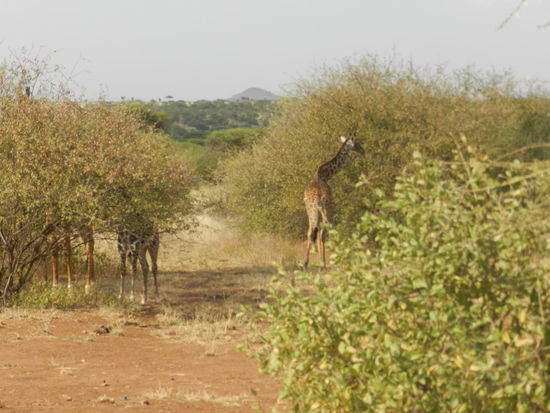 Giraffen haben eine unglaubliche Tarnung, man kann sie oft erst im letzten Moment erkennen.