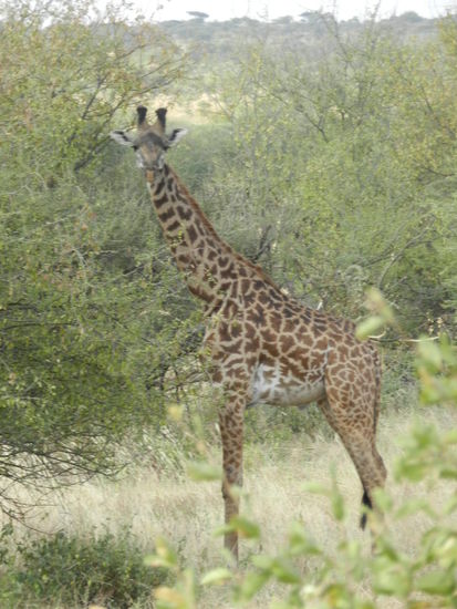 Der Blick ist witzig, der Gang majestätisch....