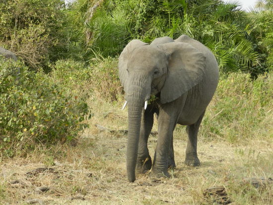 Er ist mein persönlicher Favorit in der afrikanischen Tierwelt.