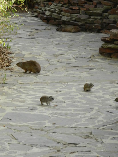Selbst Klippspringer gibt es in der Serengeti.
