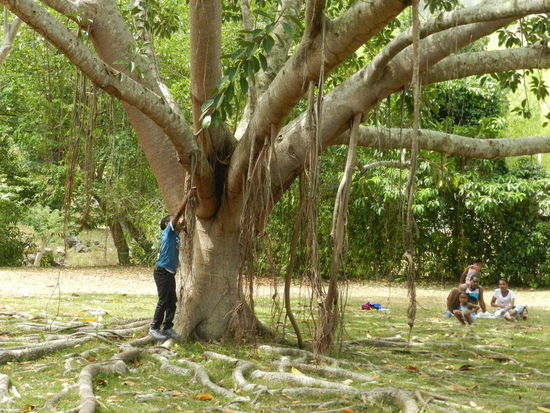 Luftwurzelbaum im botanischen Garten