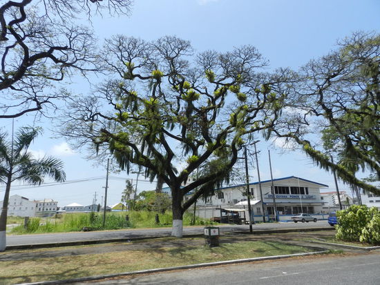 Straßenbäume mit parasitären Mitbewohnern