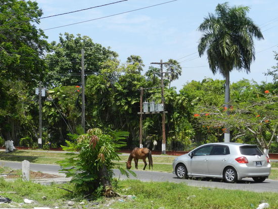 Pferd und Auto teilen sich die Straße, auch nachts!