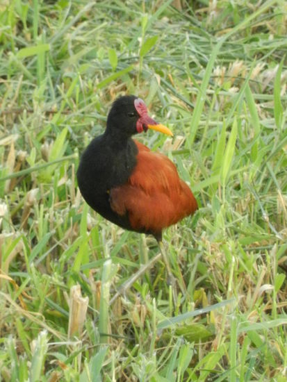Wasservogel an einem der vielen Abwasserkanäle in Georgetown
