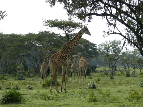 Elegante Giraffen gehen nicht, sie schreiten.