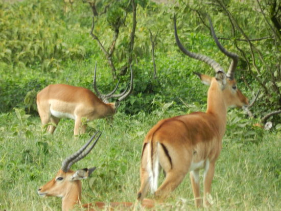 Impalas