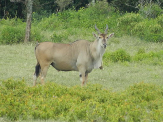 Elendantilopen sind nicht ganz so häufig anzutreffen.
