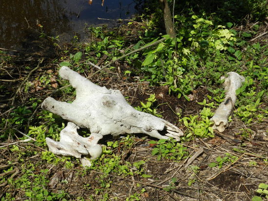 Überreste einer Giraffe