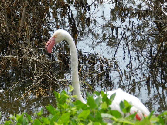 Selbst Flamingos gibt es am Kratersee.
