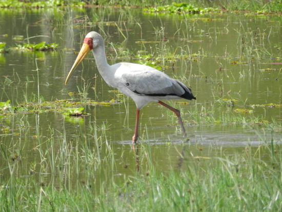 Auch an den Ufern des Lake Naivasha gibt es interessante Tiere zu sehen.