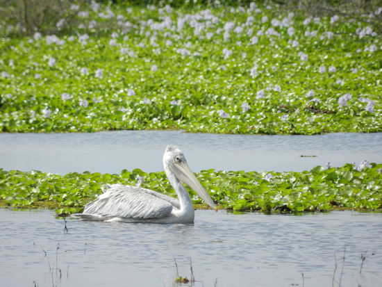 ... und auch ein einsamer Pelikan schwimmt im Lake Naivasha.