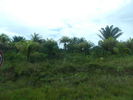 Die Strecke ist recht eintönig, überwiegend führt sie durch Waldgebiet