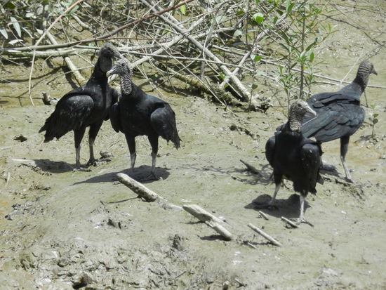 ... einigen übelriechenden ...