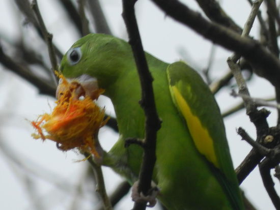 Was bei uns die Tauben, sind diese Papageien in Fortalezas Innenstadt