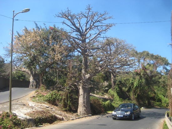 Baobab- oder Affenbrotbäume an der Corniche