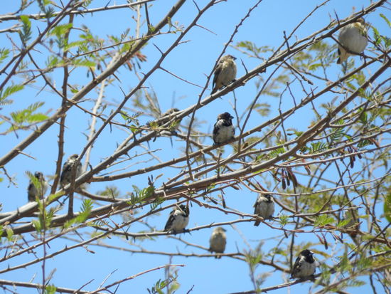 Bei der Vogelbeobachtung