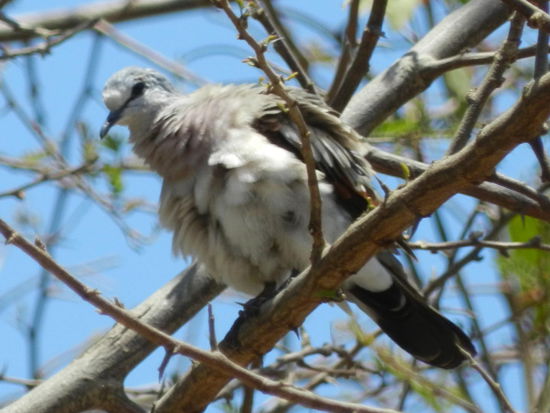 Aufgeplusterte afrikanische Lachtaube im Garten der Lodge