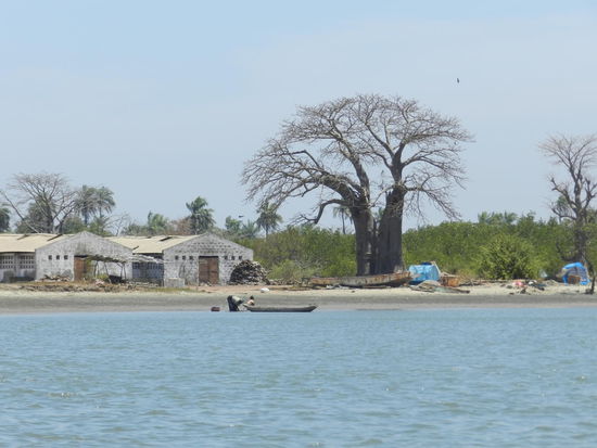 Baobabs in unterschiedlichsten Größen gedeihen in Gambia