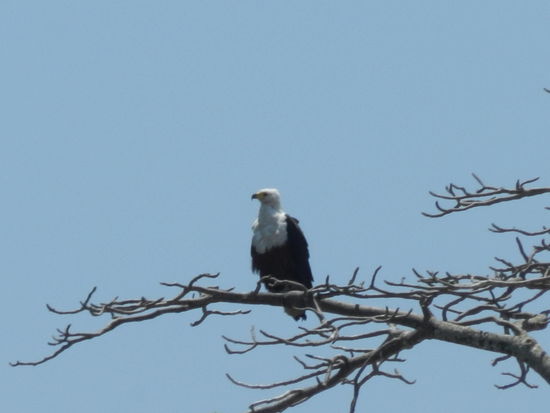 Ein Fischadler wacht über dem Gambiariver