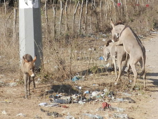 Donkeys having sex in africa