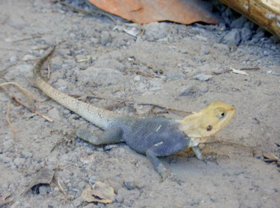 Ein Lizzard im Schatten