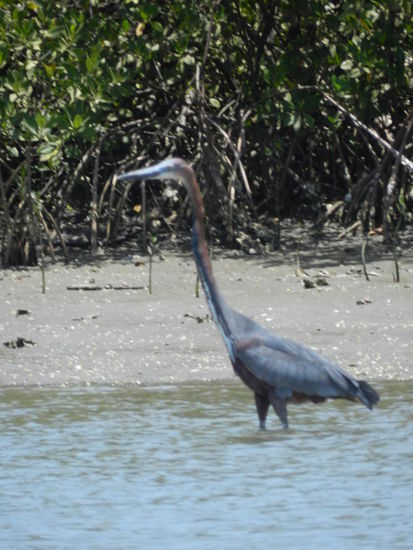 Goliathreiher im Gambiariver