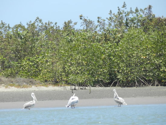 Pelikane vor Mangroven am Flußufer